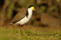 Cejka australska - Vanellus miles - Masked Lapwing 2310